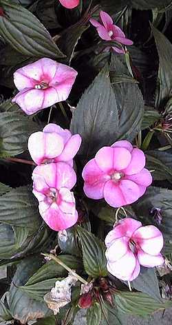 New Guinea Impatiens(Impatiens hawkeri)