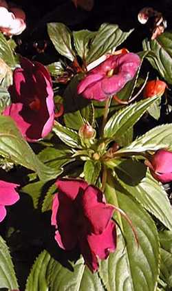 New Guinea Impatiens(Impatiens hawkeri)