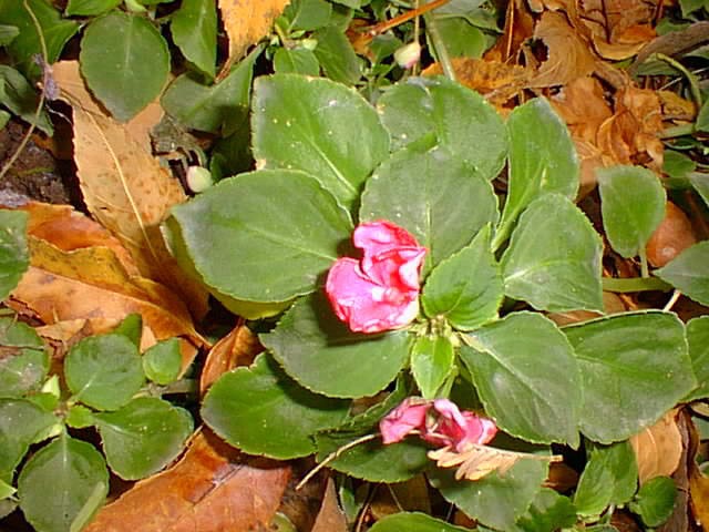 Busy Lizzie, Impatiens (Impatiens wallerana)