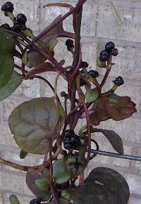 Malabar Spinach, Ceylon Spinach(Basella alba)