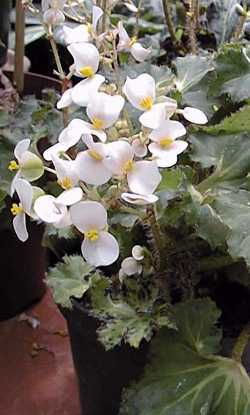 Iron Cross Begonia(Begonia masoniana)