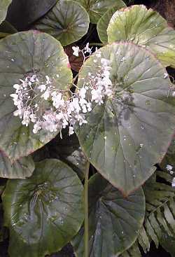 Lilypad Begonia(Begonia nelumbiifolia)