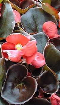 Wax Begonia(Begonia Χ semperflorens)