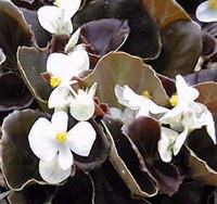 Wax Begonia(Begonia Χ semperflorens)