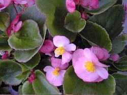 Wax Begonia(Begonia Χ semperflorens)