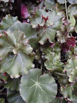 (Begonia urophylla)