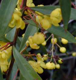 Chinese Barberry(Berberis bergmanniae)