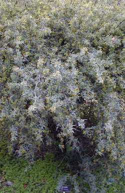 Red Barberry, Desert Barberry(Berberis haematocarpa)