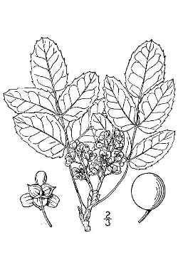 Hollyleaved Barberry, Oregon Grape(Mahonia aquifolium)