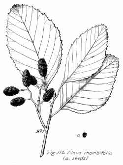 White Alder(Alnus rhombifolia)
