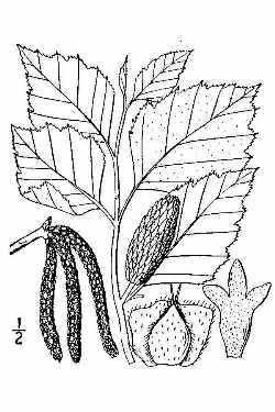 River Birch(Betula nigra)