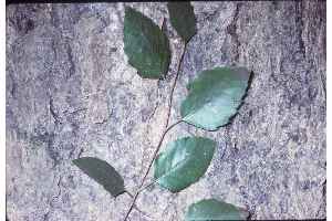 River Birch(Betula nigra)