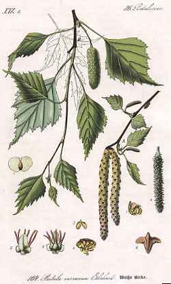 Silver Birch, European White Birch(Betula pendula)