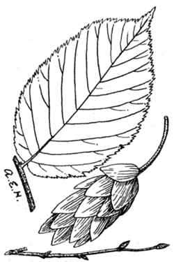 American Hop Hornbeam, Lever Wood(Ostrya virginiana)