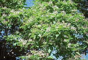 Southern Catalpa, Caterpillar Tree(Catalpa bignonioides)