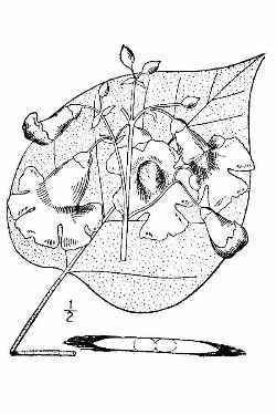 Northern Catalpa(Catalpa speciosa)