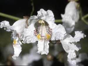 Northern Catalpa(Catalpa speciosa)