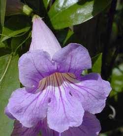 Violet Trumpet Vine(Clytostoma callistegioides)