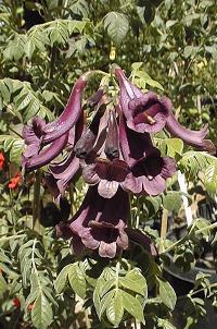 Purple-Flowered Jacaranda(Jacaranda jasminoides)