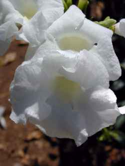 Bower Vine(Pandorea jasminoides)