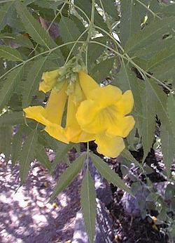 Yellow Bells, Yellow Trumpet Flowers(Tecoma stans)