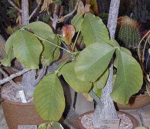 Shaving Brush Tree(Pseudobombax ellipticum)