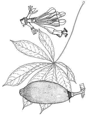 Kapok(Ceiba acuminata)