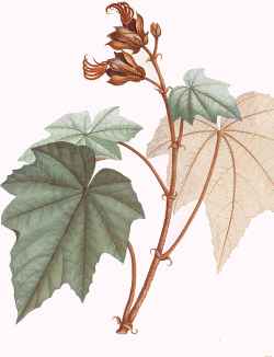 Hand Plant Tree(Chiranthodendron pentadactylon)