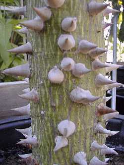 Silk Floss Tree(Ceiba speciosa)