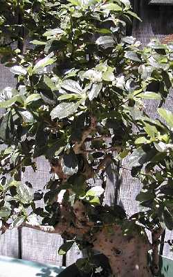 Fukien Tea(Ehretia buxifolia)
