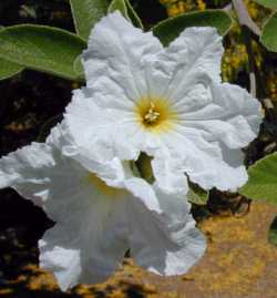Texas Olive, Anacahuita(Cordia boissieri)