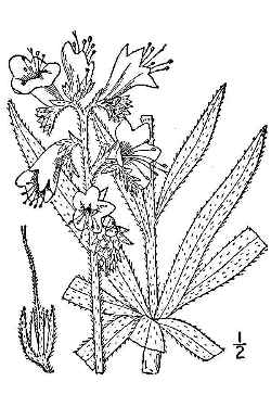 Common Viper's Bugloss(Echium vulgare)