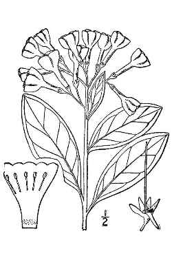 Virginia bluebells(Mertensia virginica)