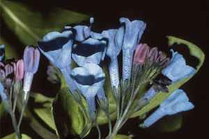 Virginia bluebells(Mertensia virginica)