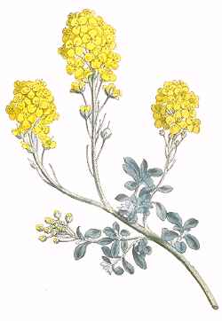 (Alyssum montanum)