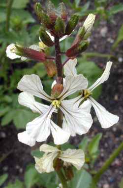Arugula, Roquette(Eruca vesicaria ssp. sativa )