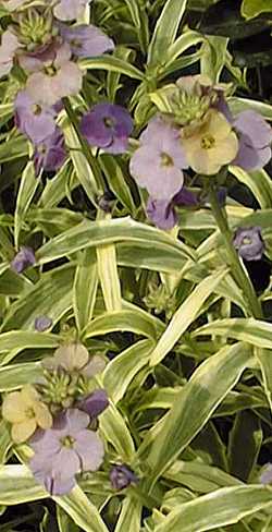 Wallflower(Erysimum linifolium)