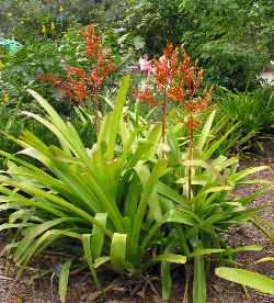 (Aechmea blanchetiana)