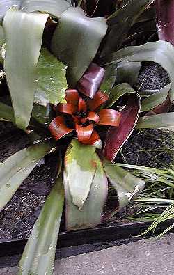 Lacquered Wine Cup(Aechmea fosteriana)