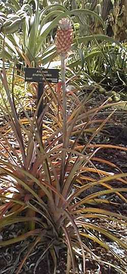 Cerrado Pineapple(Ananas ananassoides)