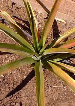Pineapple, Ananas(Ananas comosus)