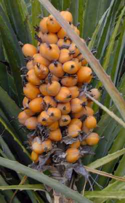 Heart of Flame(Bromelia balansae)