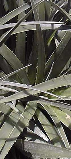 (Fascicularia pitcairniifolia)