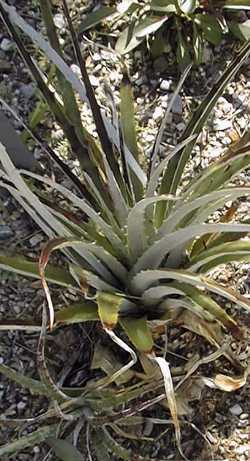 Texas false agave(Hechtia texensis)