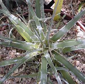 Texas false agave(Hechtia texensis)
