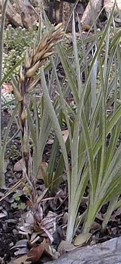 (Pitcairnia micheliana)