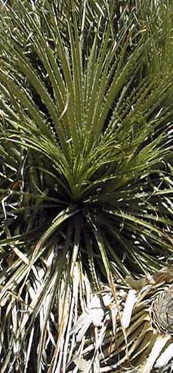 (Puya chilensis)