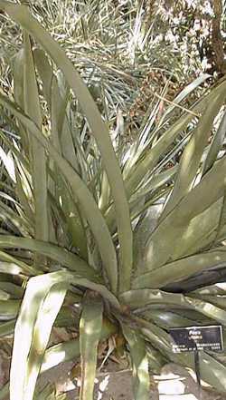 (Puya ultima)