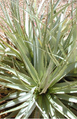 (Puya venusta)