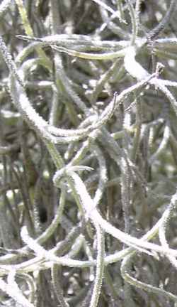 Spanish Moss(Tillandsia usneoides)